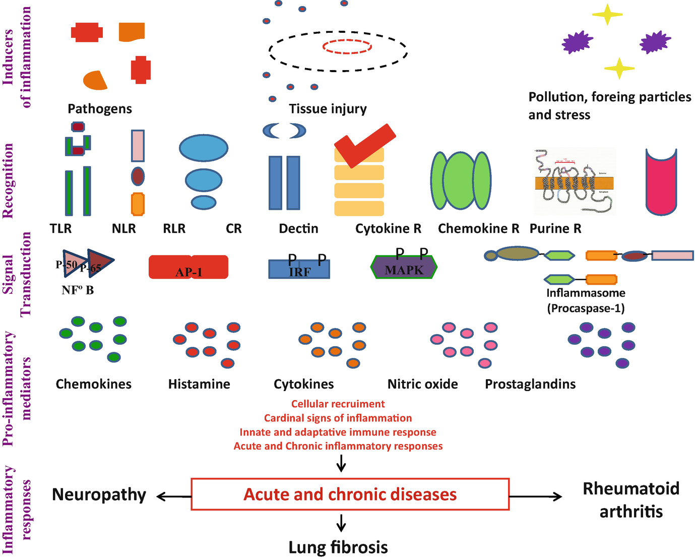 Anti Inflammatory Activity Springerlink