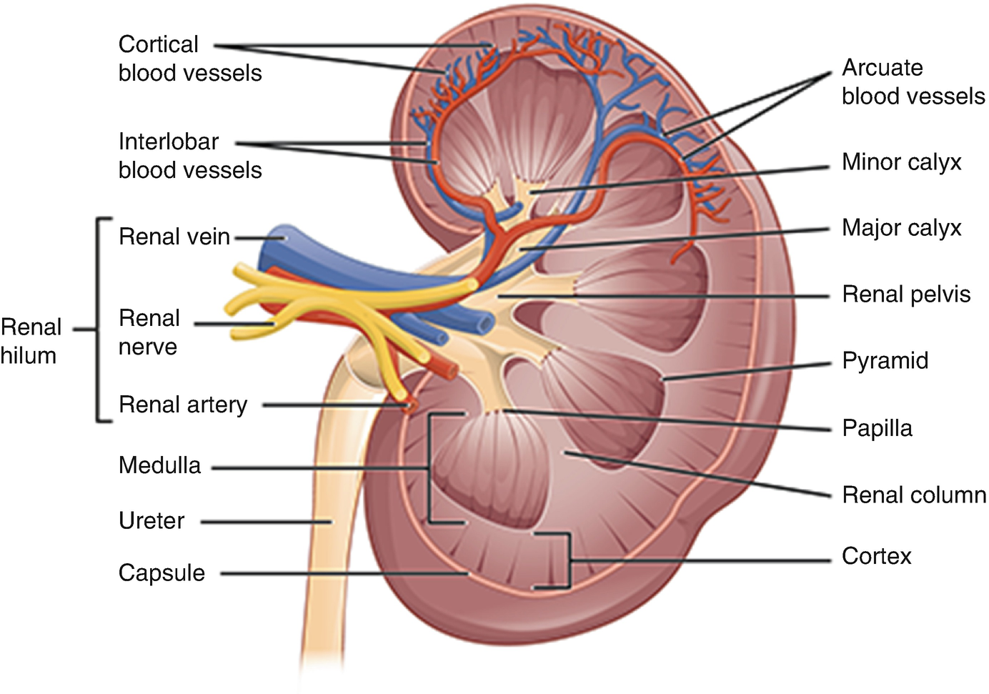 Diseases Of The Urinary System Springerlink