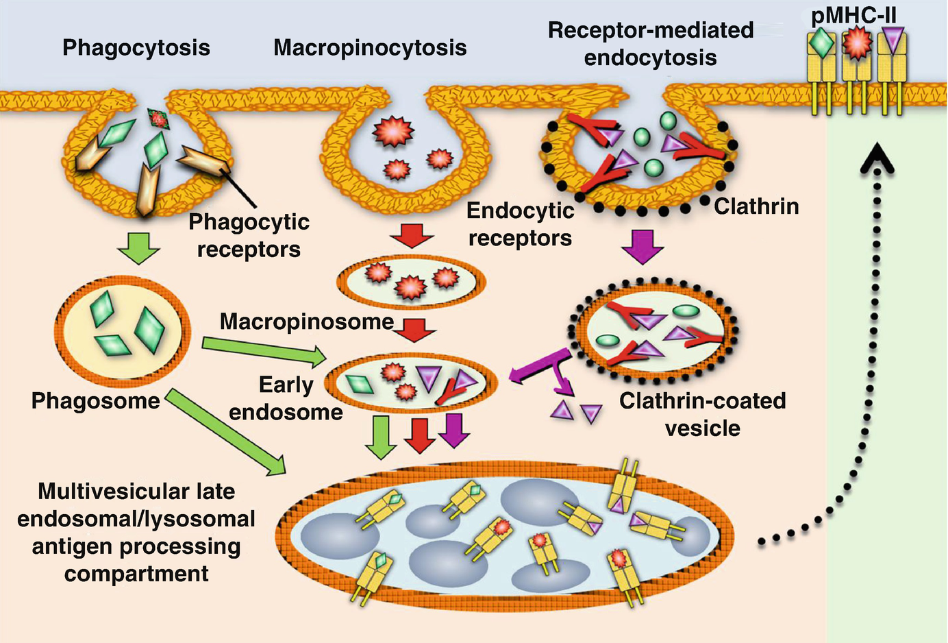 Antigen Uptake Processing And Presentation By Dendritic Cells Springerlink