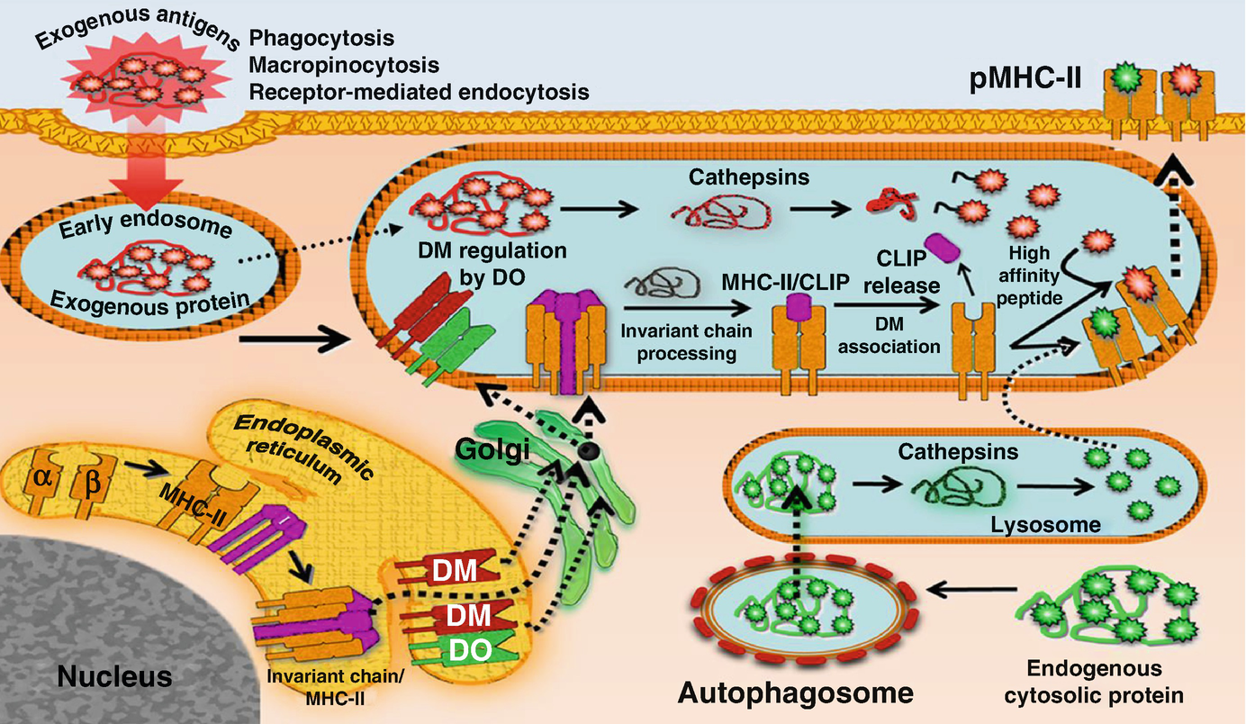Antigen Uptake Processing And Presentation By Dendritic Cells Springerlink