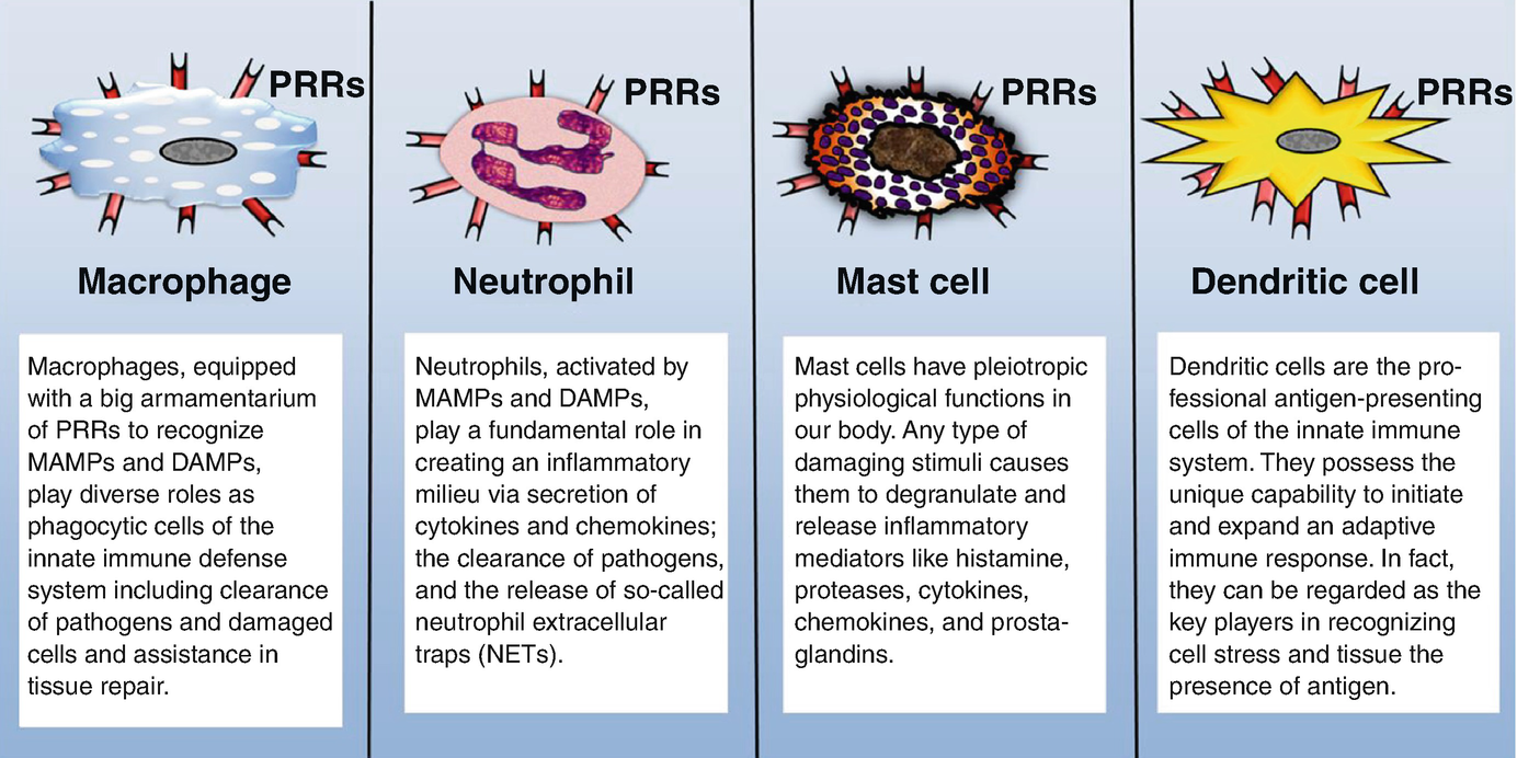 Mobile Innate Immune Cells Springerlink