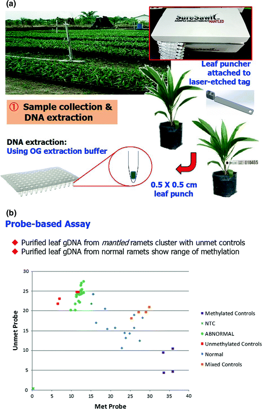 Oil Palm Elaeis Guineensis Jacq Somatic Embryogenesis Springerlink