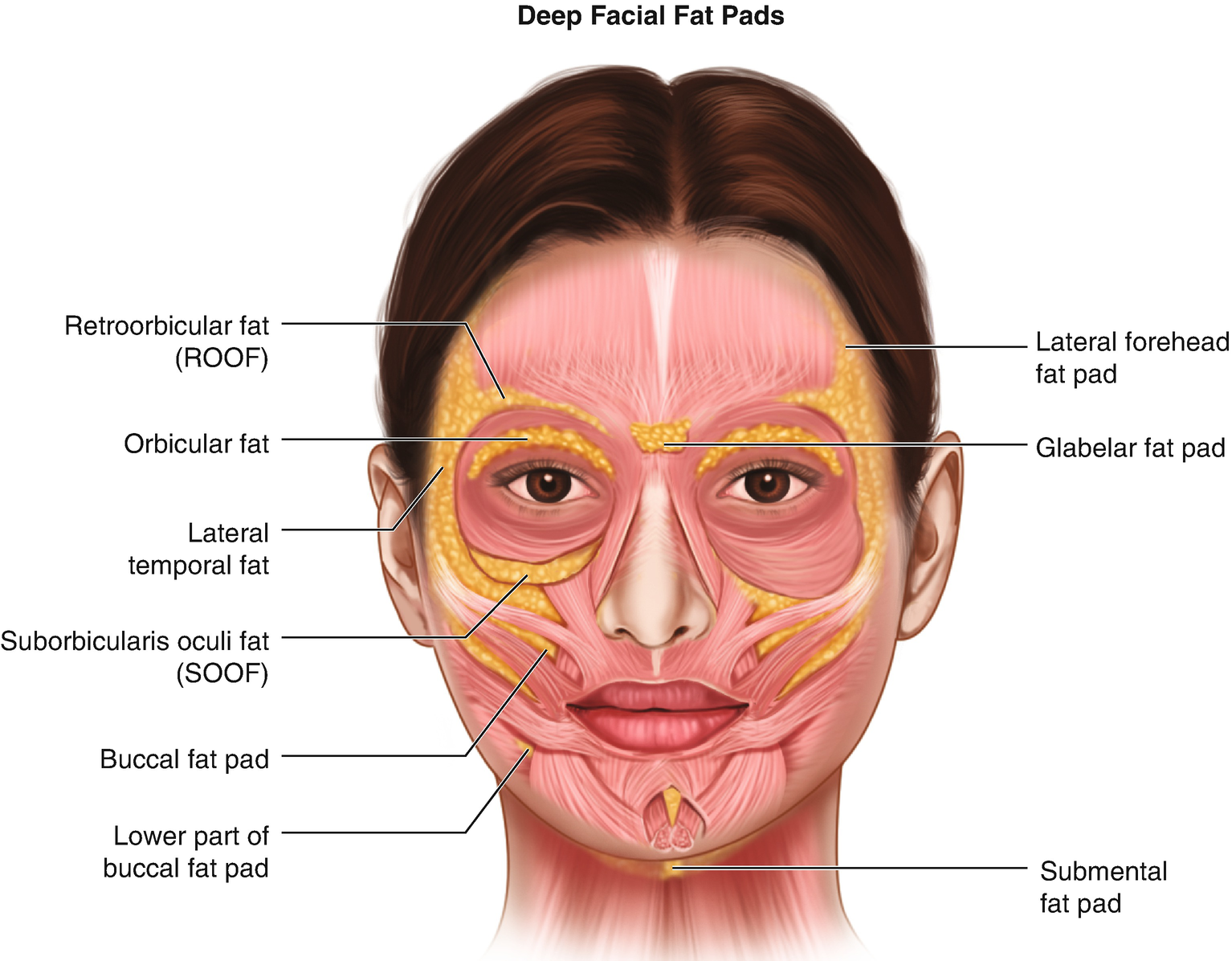 Soof snoeck - free nude pictures, naked, photos, Anatomy Human Face Parts