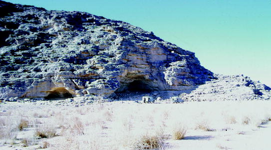 The Holocene Flora And Vegetation Of Ti N Hanakaten Tassili
