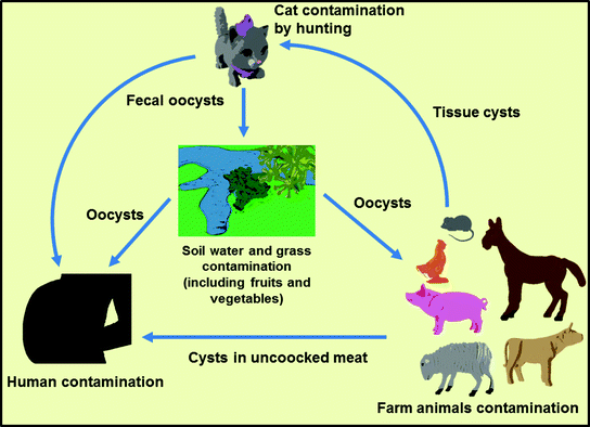 A Comprehensive Review Of Toxoplasma Gondii Biology And Host Cell Interaction Challenges For A Plant Based Vaccine Springerlink A Comprehensive Review Of Toxoplasma Gondii Biology And Host Cell Interaction Challenges For A Plant Based Vaccine Springerlink