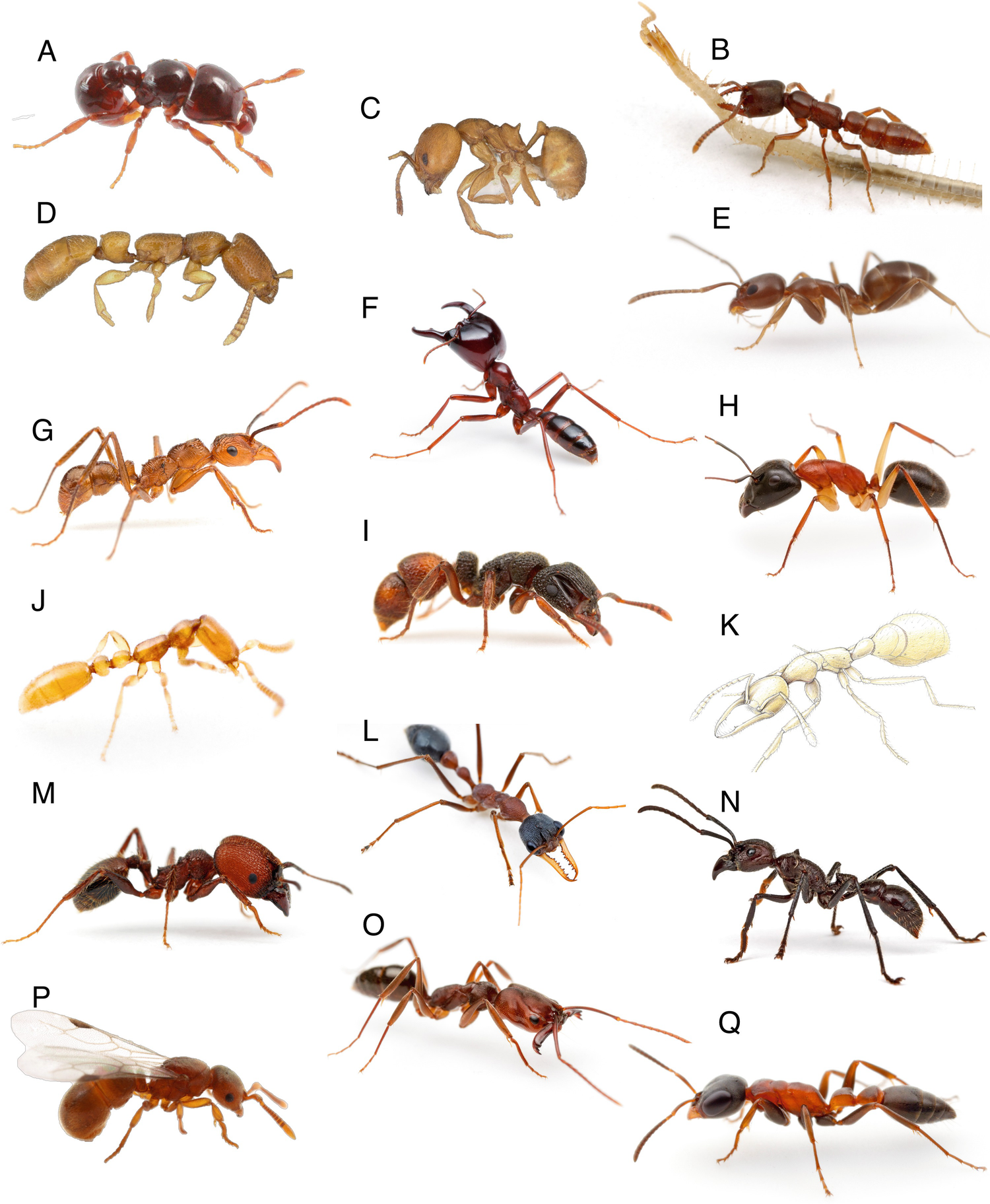 Ants: Phylogeny and Classification | SpringerLink