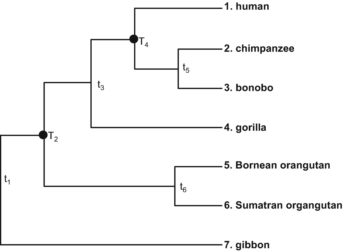 Distance Based Phylogenetic Methods Springerlink - 