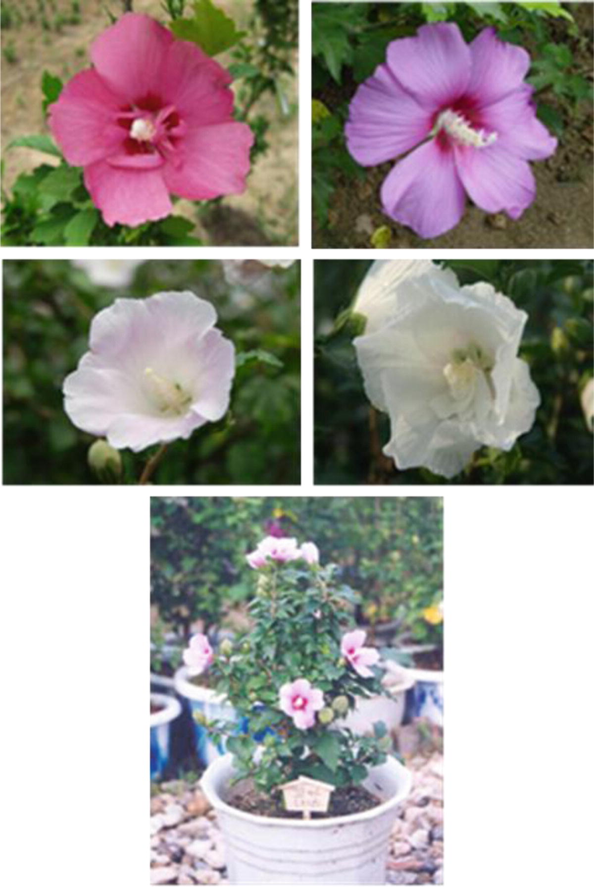 Blog On Rainy Side Gardener