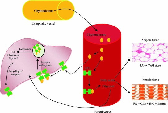 building blocks nutrients of hemogenesis blood diet