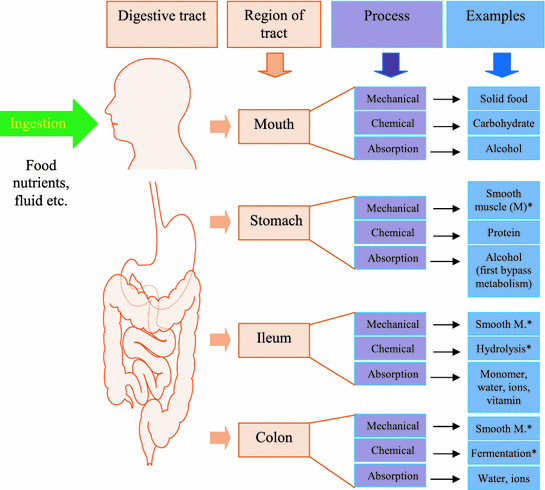 Structural and Functional Organization of the Gastrointestinal Tract |  SpringerLink
