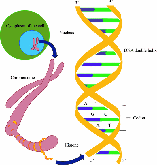 cellular organization of the gastrointestinal tract springerlink open image in new window