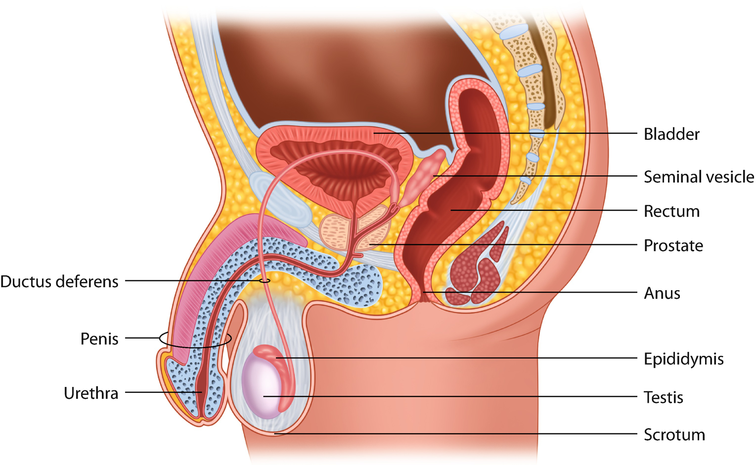 anatomia y fisiologia de la prostata slideshare insuficienta cardiaca la varstnici