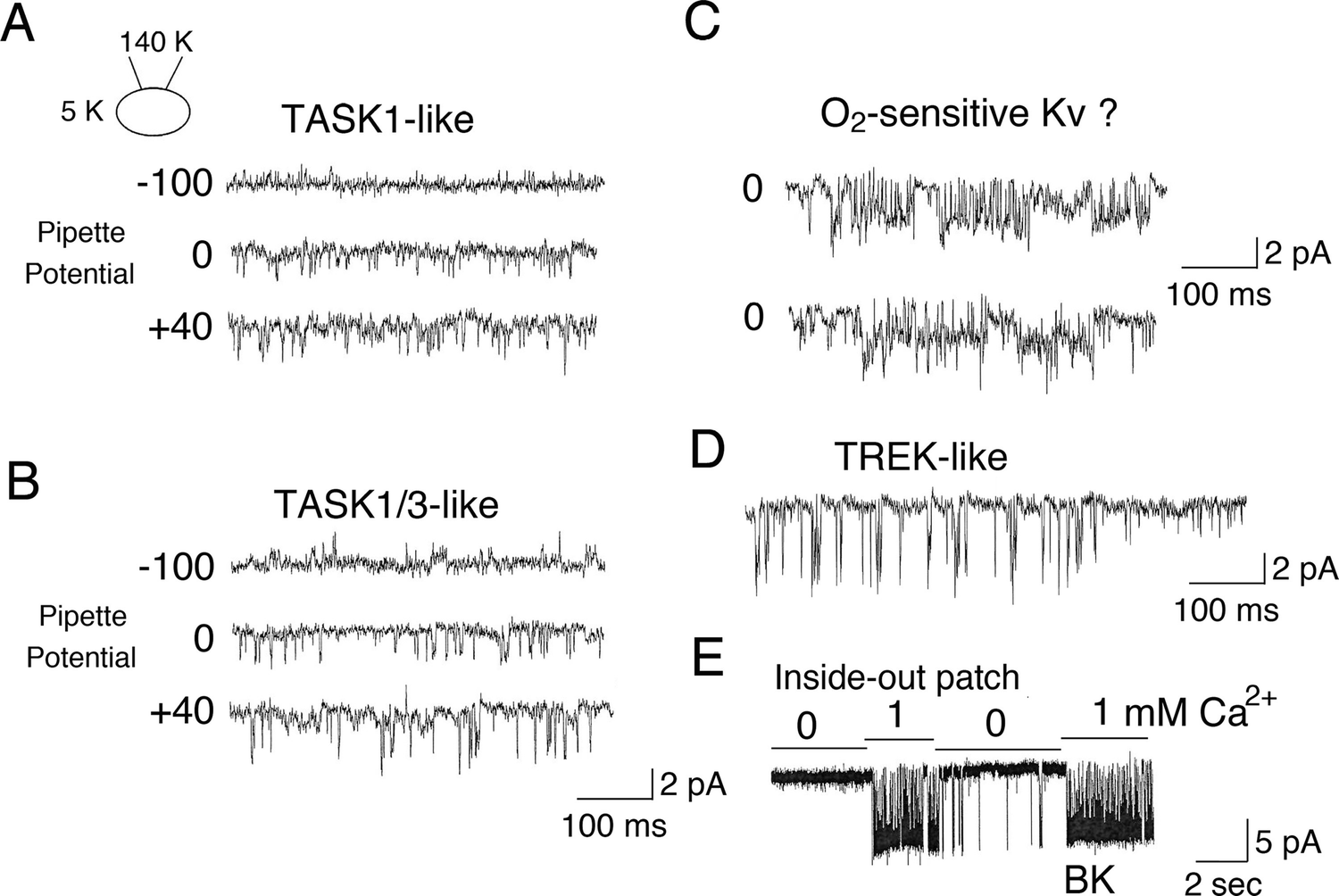 Task 1 K2p3 And Task 3 K2p9 In Rabbit Carotid Body - 