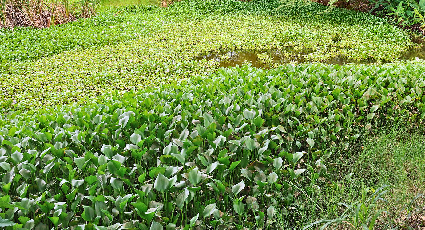 Invasive Species Within South Florida Coastal Ecosystems An