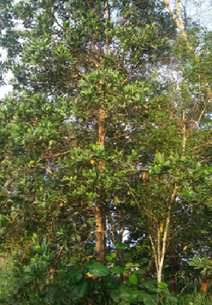 Acacia Spp Invasive Trees Along The Brunei Coast Borneo Springerlink