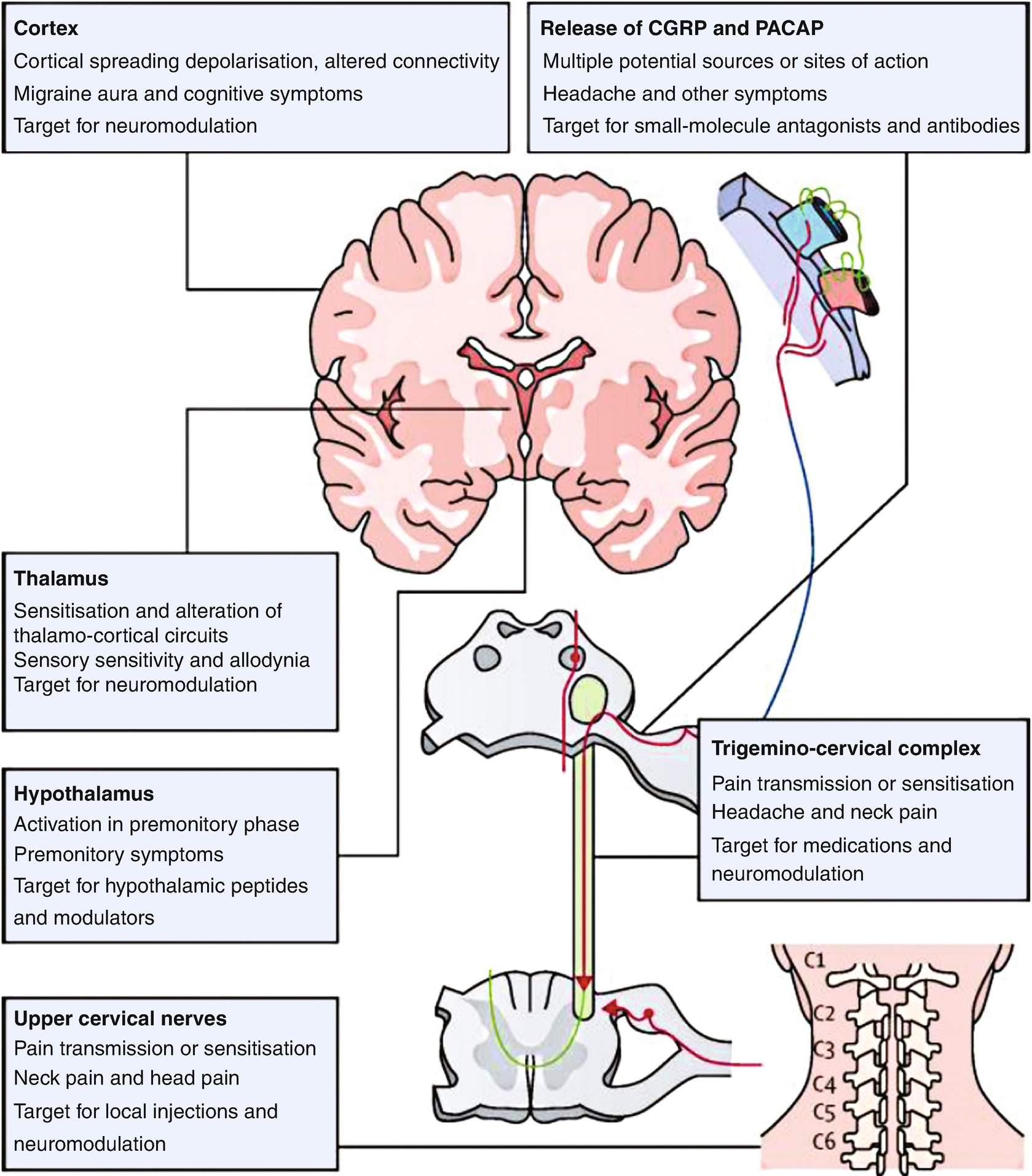 Chronic Migraine Epidemiology Mechanisms And Treatment Springerlink