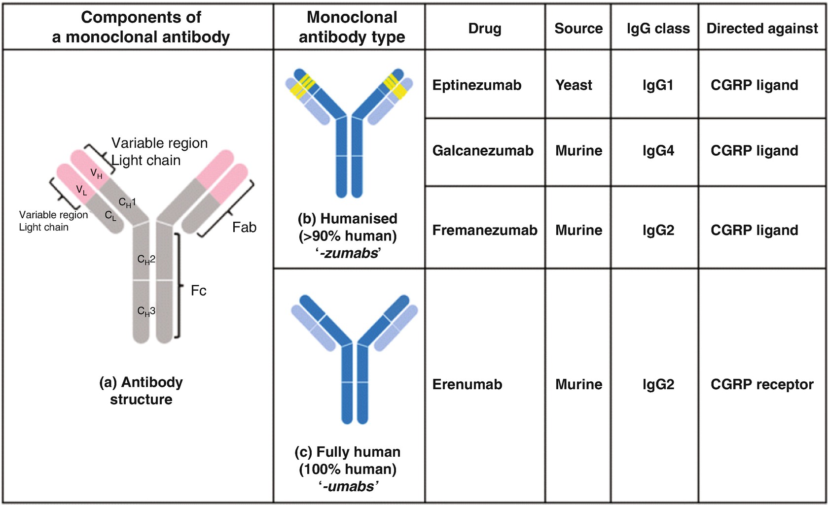 Иммуноглобулин. Структура иммуноглобулина g. Каппа и лямбда цепи иммуноглобулинов. Иммуноглобулин название.