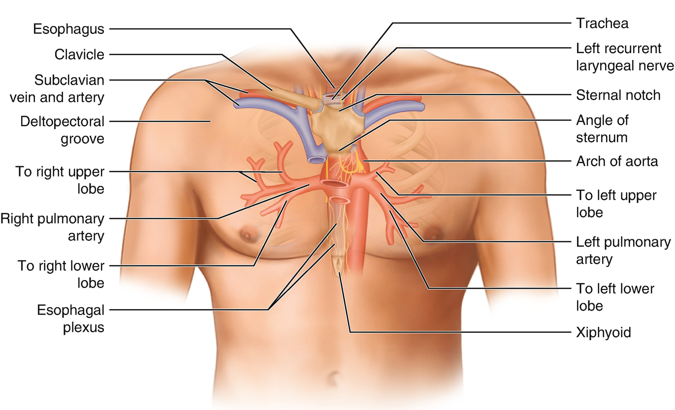 Chest Wall Anatomy | SpringerLink