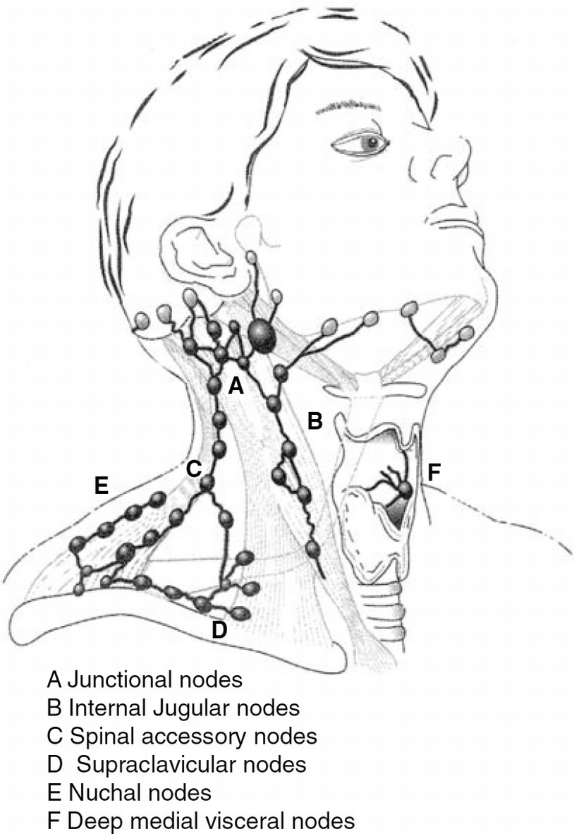 Management Of Cervical Lymph Nodes In Differentiated Thyroid Cancer Springerlink