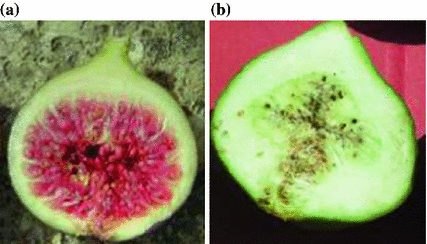 Improvement Of Fig Ficus Carica L By Conventional