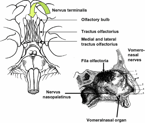 Cranial Nerves Cervical Spinal Nerves | SpringerLink