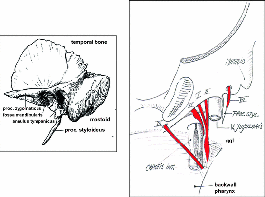 Cranial Nerves And Cervical Spinal Nerves Springerlink
