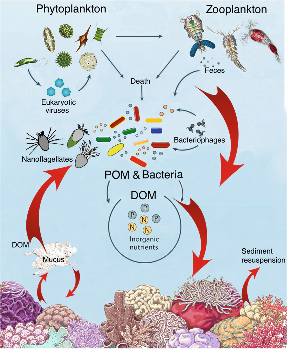 Coral Food Feeding Nutrition And Secretion A Review - 