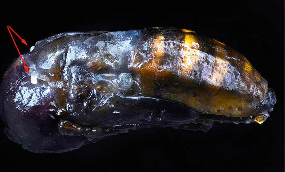 Respiration Springerlink