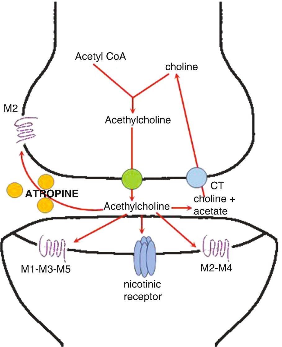 How To Induce Arrhythmias With Atropine Springerlink