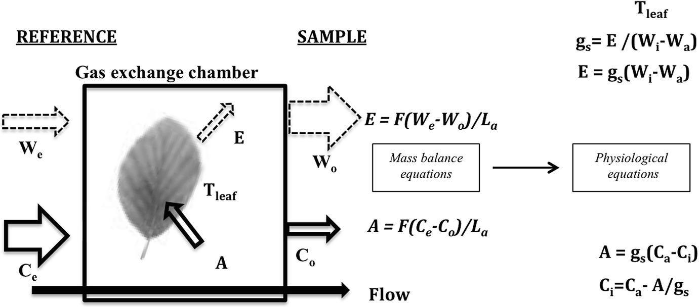 Measuring Photosynthesis and Respiration with Infrared Gas Analysers