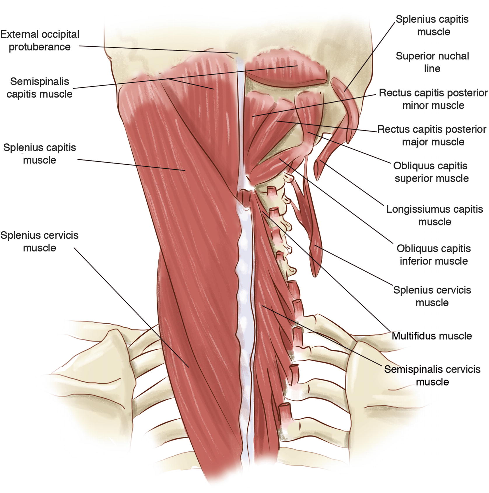 Relevant Surgical Anatomy Of The Posterior Subaxial Spine And The