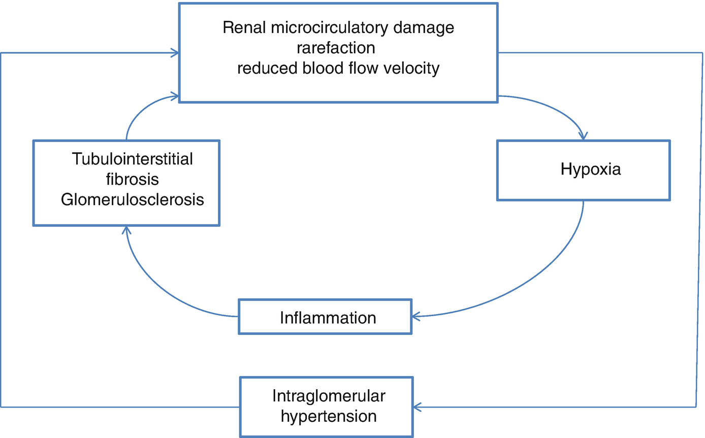 Microvascular Damage and Hemodynamic Alterations in Diabetic ...