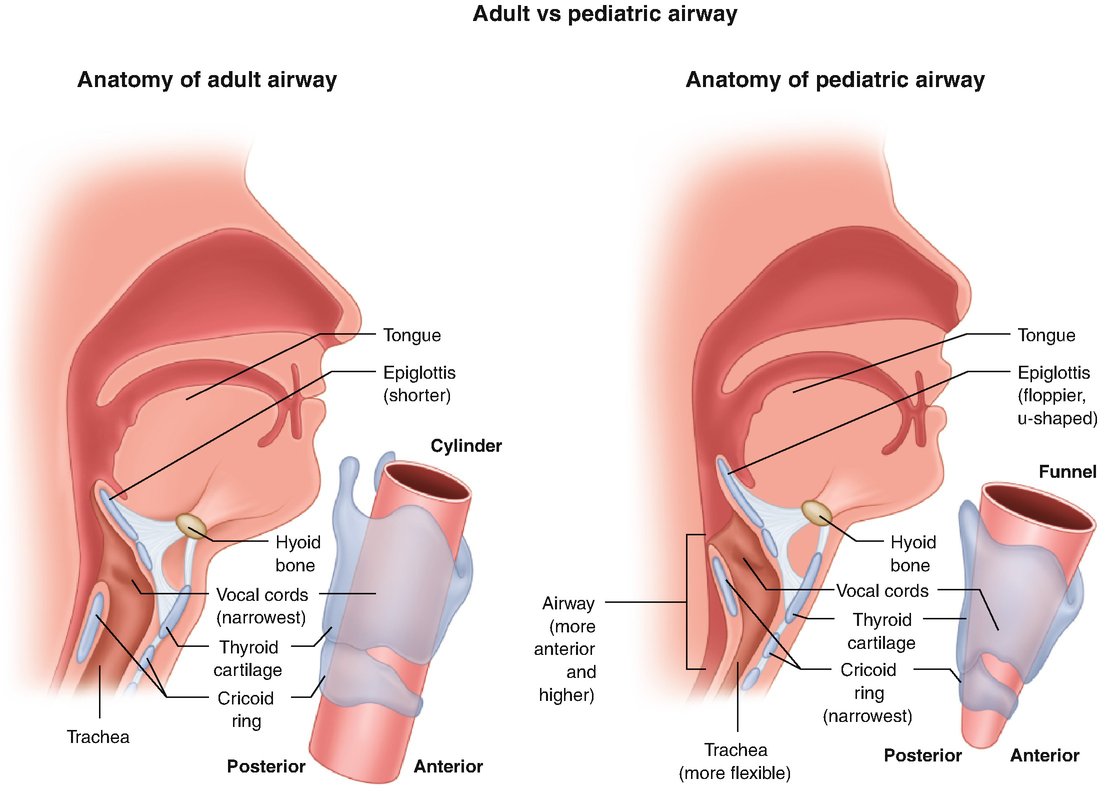 Airway: Pediatric Anatomy, Infants and Children | SpringerLink
