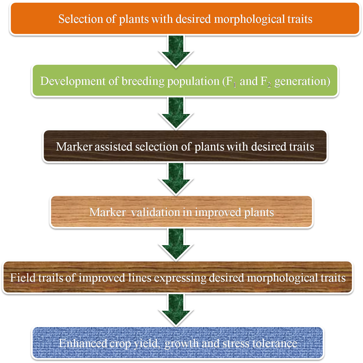 Marker-Assisted Breeding for Abiotic Stress Tolerance in Crop Plants |  SpringerLink