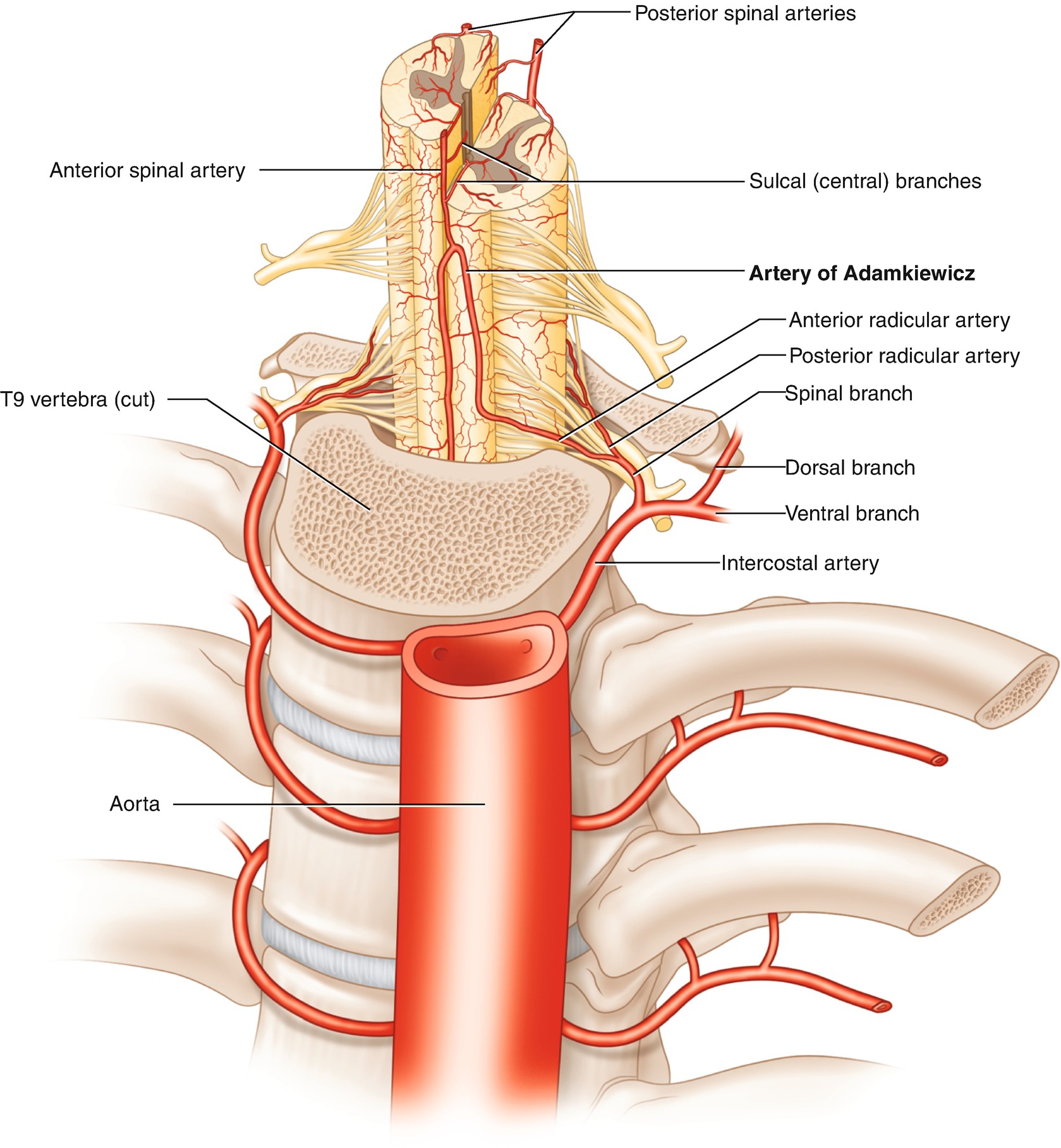 Preoperative Assessment Of The Spinal Cord Vasculature Springerlink
