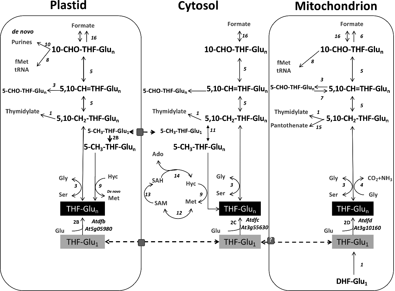 Biofortification Of Crops With Folates From Plant Metabolism To