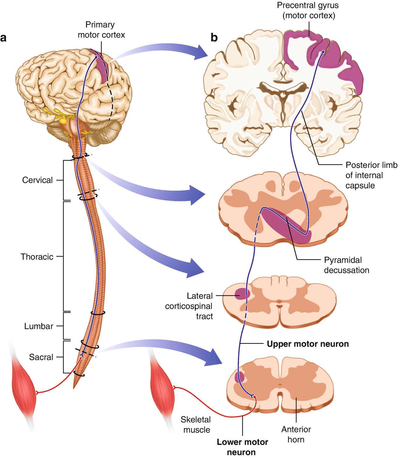 spinothalamic tract neuroanatomy made ridiculously simple spinothalamic tract neuroanatomy made ridiculously simple
