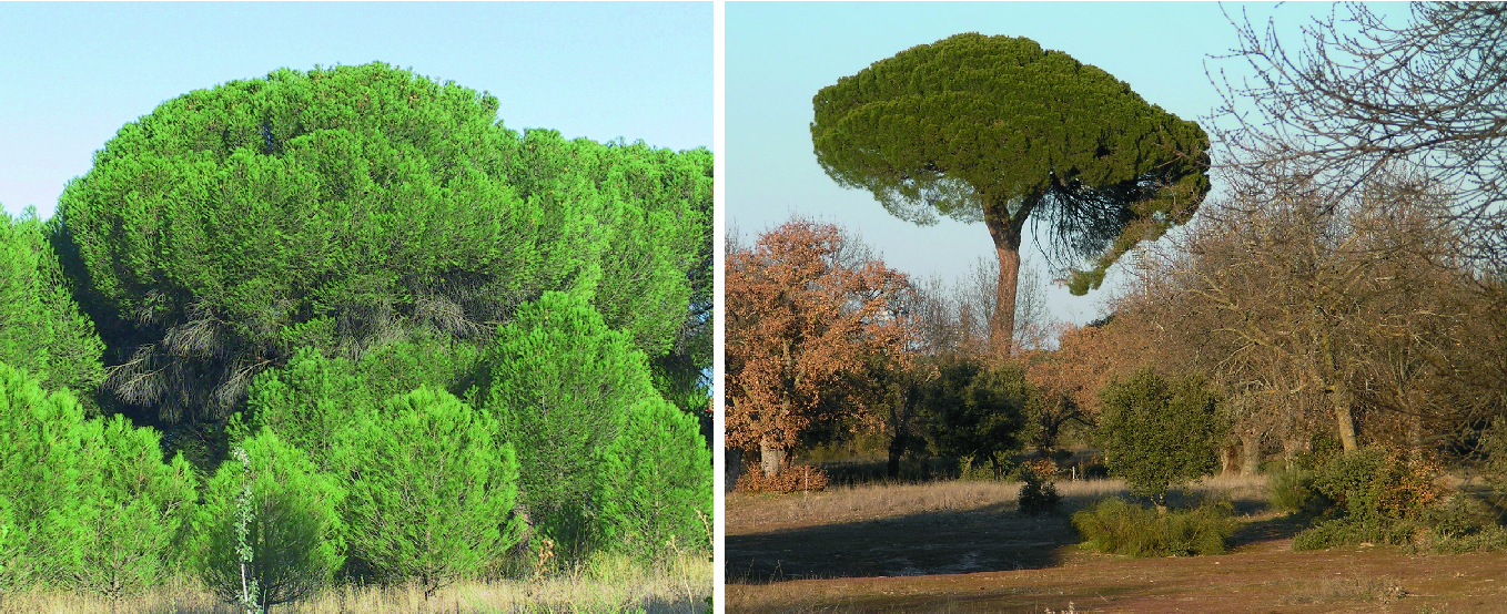 molecular and quantitative genetics of stone pine pinus pinea springerlink