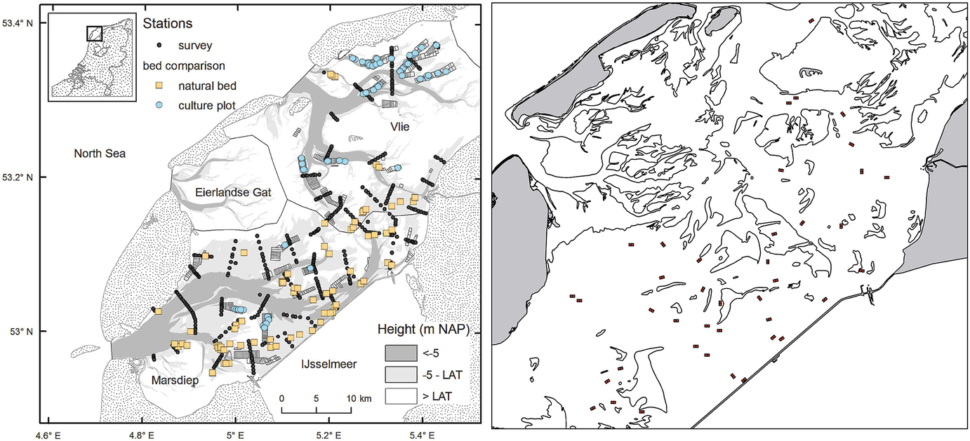 Bivalve Assemblages As Hotspots For Biodiversity Springerlink