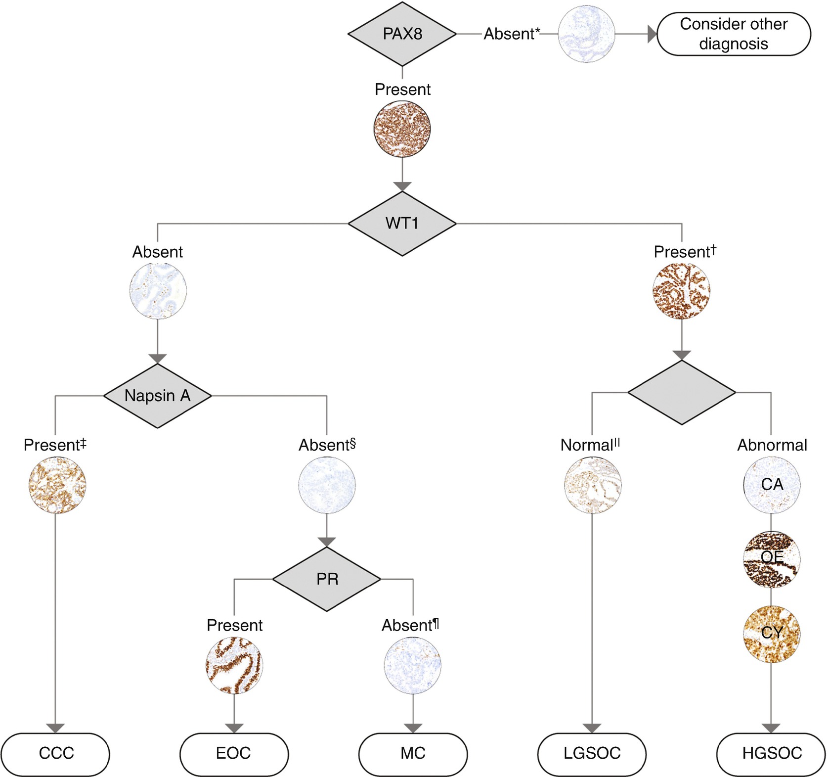 Genomic Applications In Ovarian Cancer Springerlink