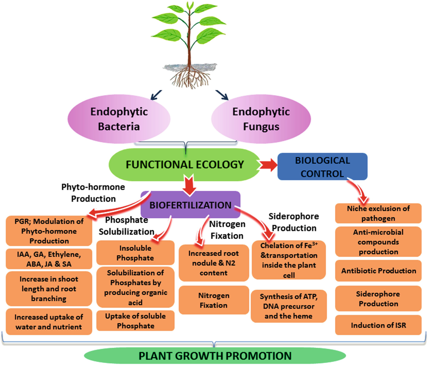 Diversity Ecology And Conservation Of Fungal And Bacterial - 