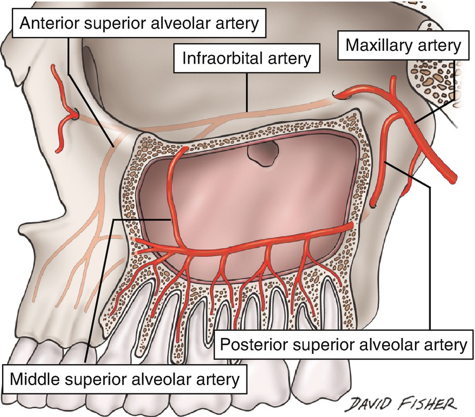 Аорта и верхняя брыжеечная артерия. Риоланова дуга анатомия. Arteria superior. Артерия колика синистра. Arteria superior.