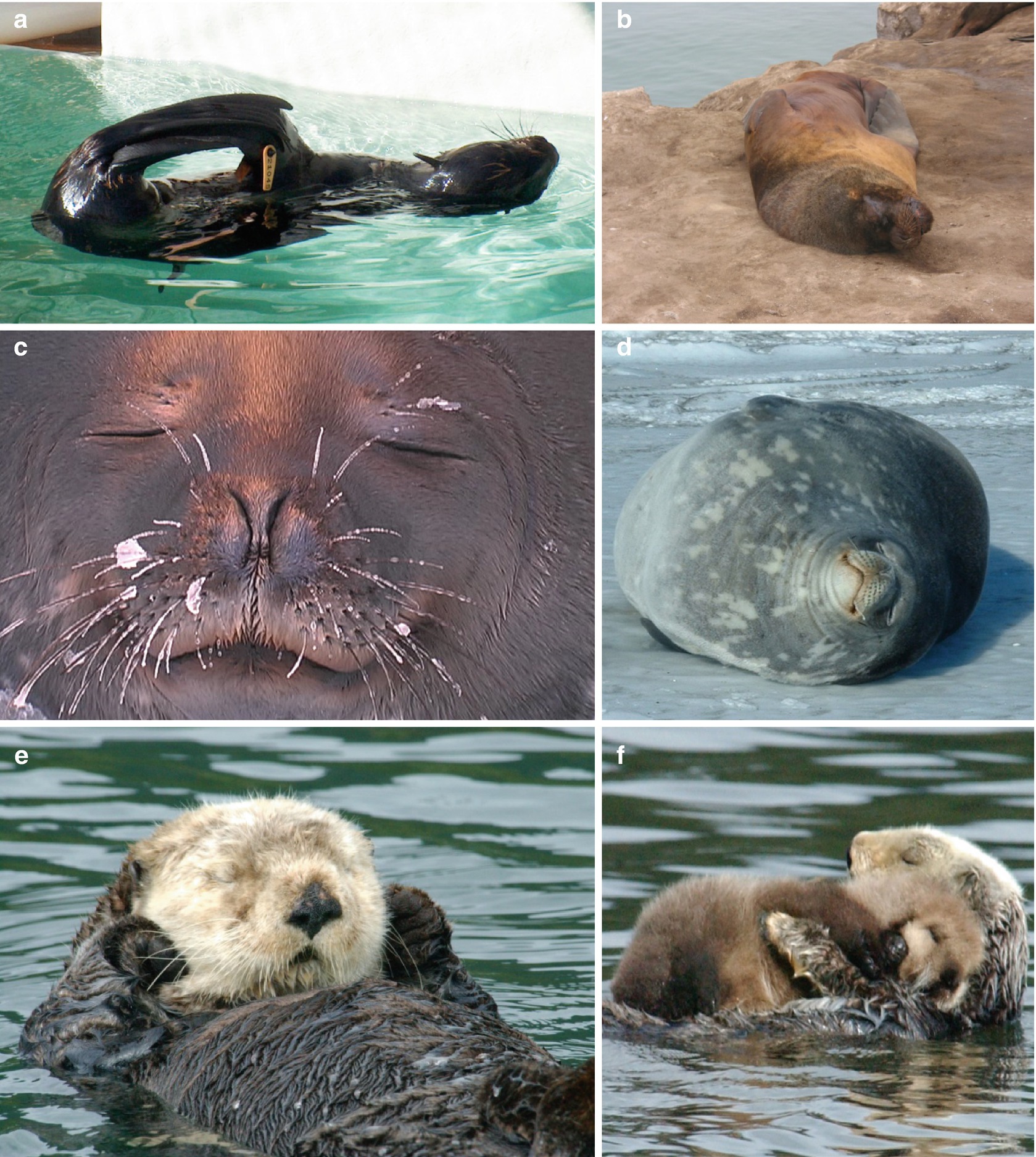 Is A Sea Otter A Carnivore Herbivore Or Omnivore Is A Sea Otter A Carnivore Herbivore Or Omnivore