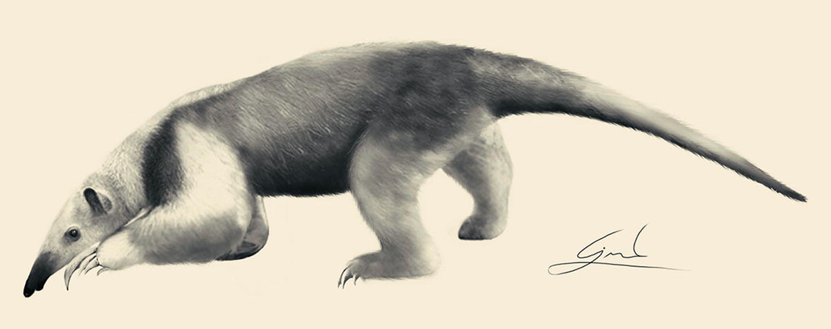 The Xenarthrans Armadillos Glyptodonts Anteaters And Sloths
