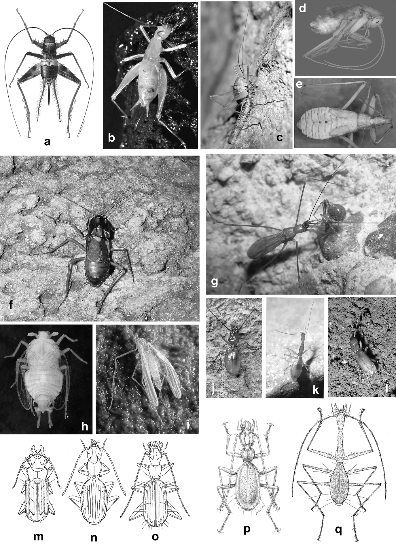 Diversity Of Terrestrial Invertebrates In Subterranean Habitats Springerlink