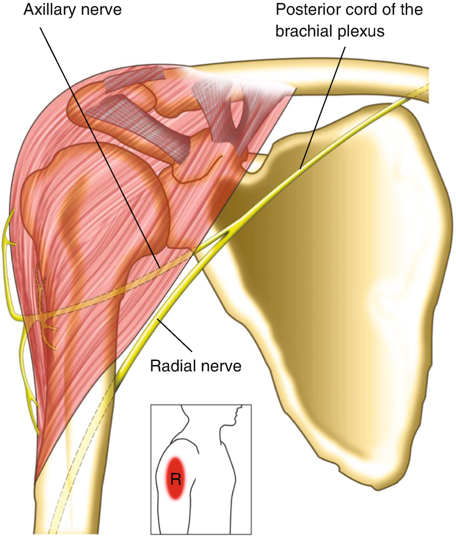 Shoulder Anatomy | SpringerLink