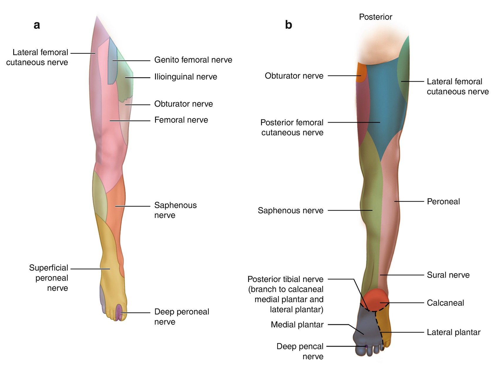 Femoral Nerve Anatomy Anatomy Drawing Diagram Femoral Nerve Anatomy Anatomy Drawing Diagram