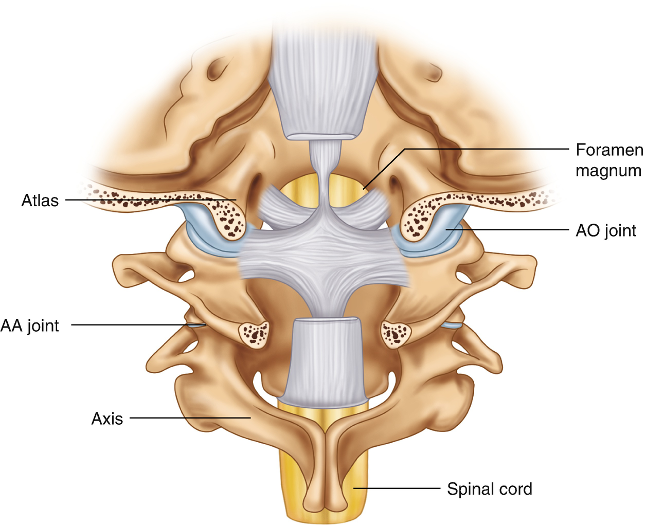 atlanto occipital joint location)