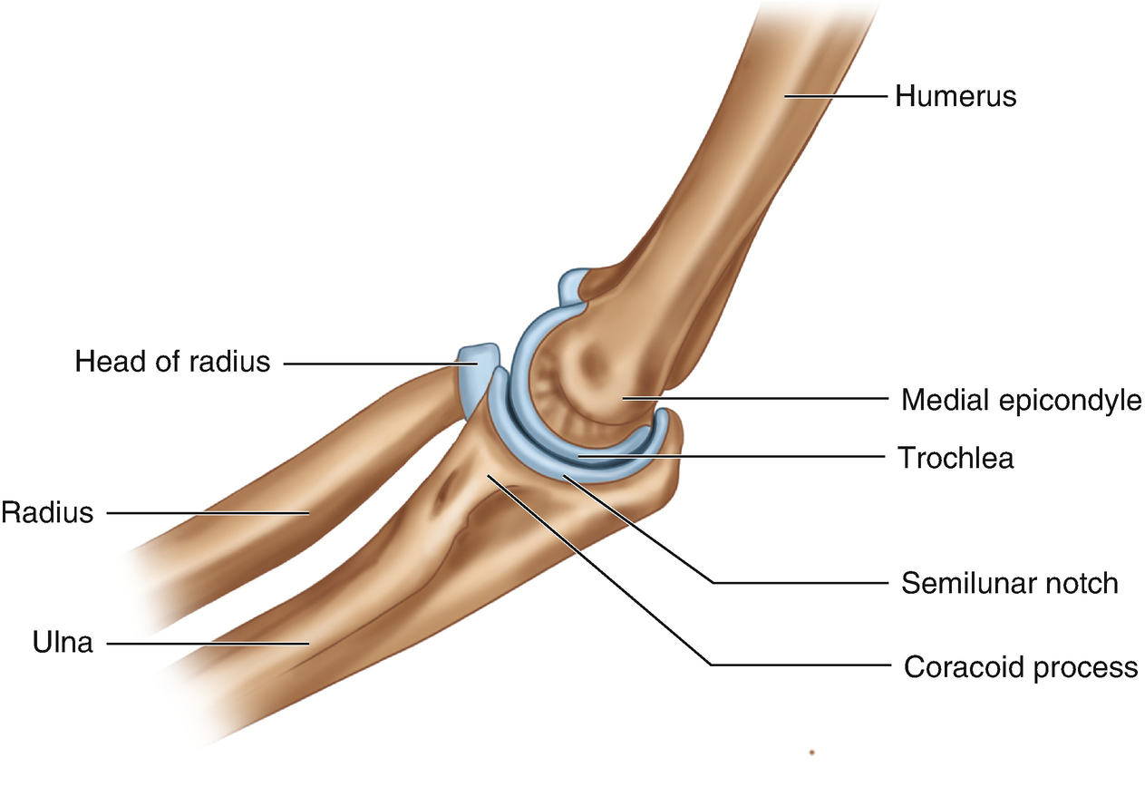 Elbow Joint Pain Springerlink