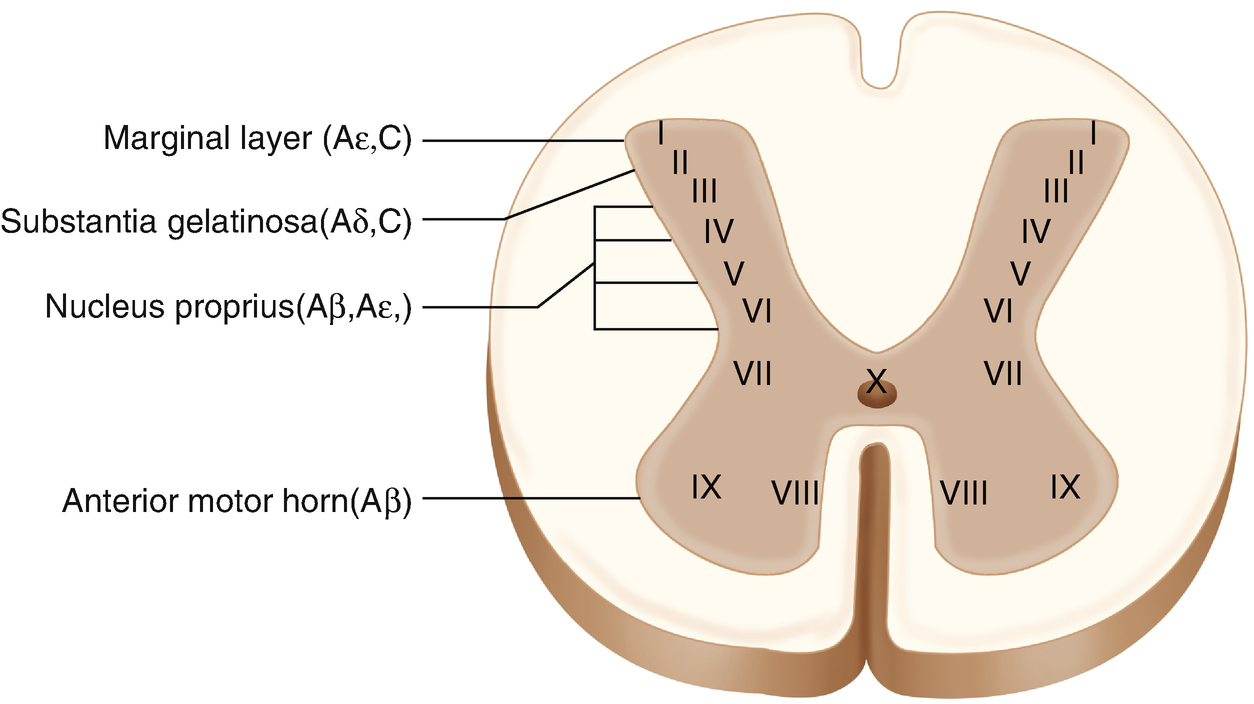 Spinal and Medullary Dorsal Horn Mechanisms SpringerLink